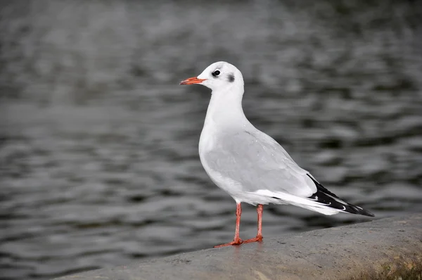 stock image Black Headed Gull, Larus Ridibundus