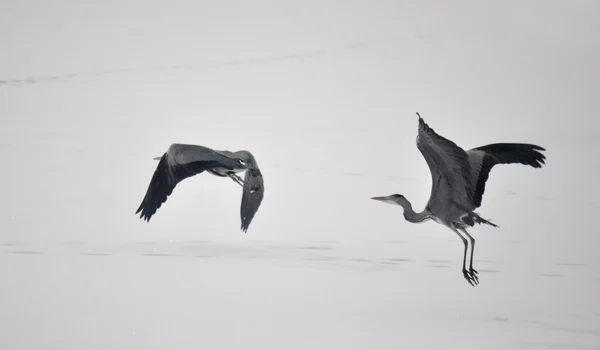 stock image Great gray heron in flight