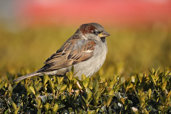 stock image House Sparrow in the bush