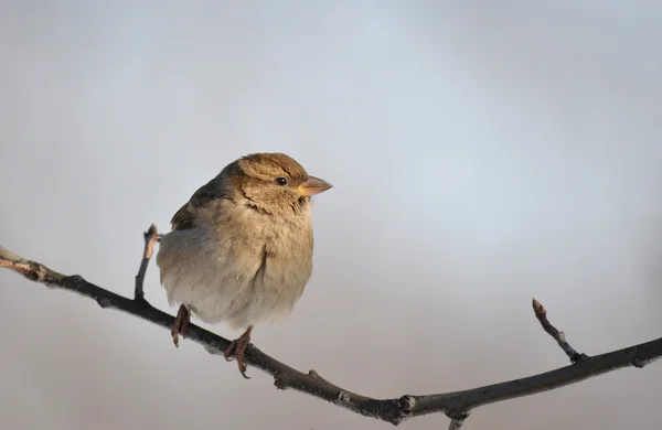 stock image House Sparrow, Passer domesticus