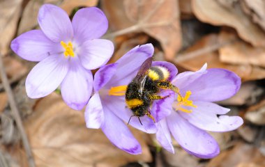 Bee, pollinating crocus clipart