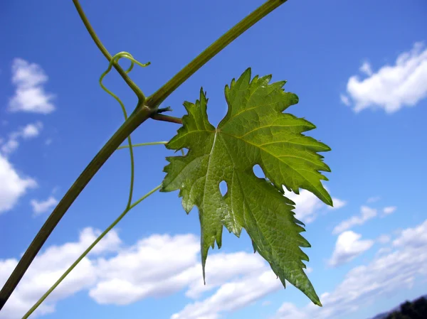 Вино виноградне листя — стокове фото