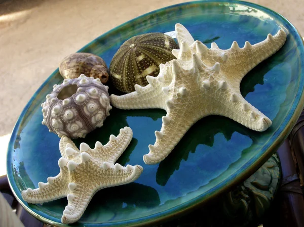 Starfish and shells Royalty Free Stock Images