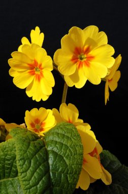 Yellow flowers primula clipart