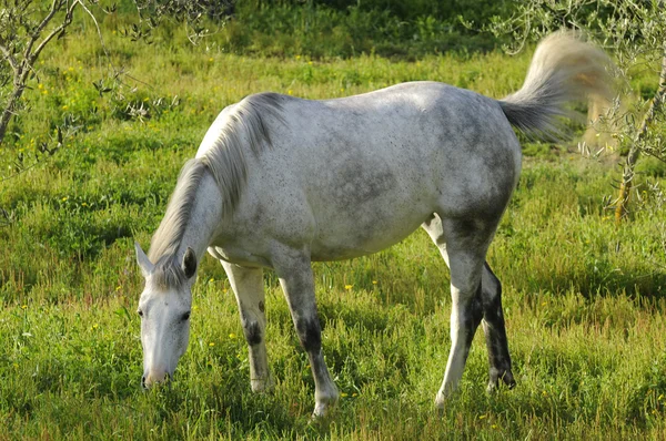 stock image Wild white horse