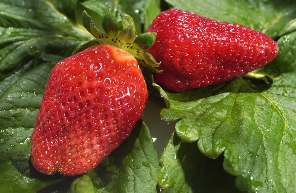 Natural strawberries — Stock Photo, Image