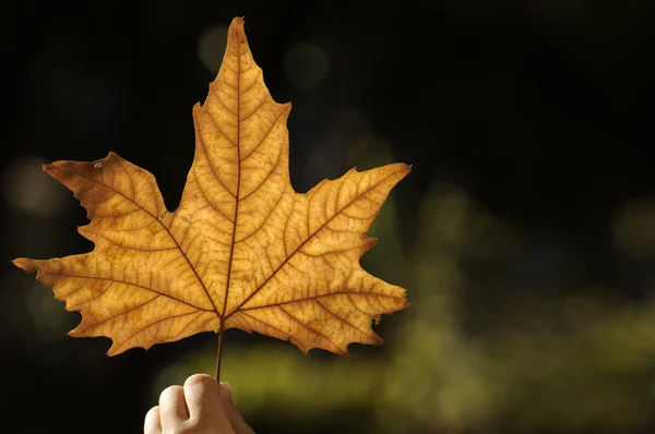 stock image Beautiful autumn leaf