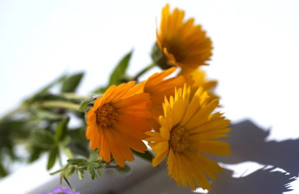 Gele bloemen geïsoleerd — Stockfoto