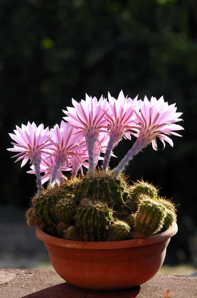 Kaktus med blomma Royaltyfria Stockbilder