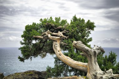 bir kayanın üzerinde eski ağaç