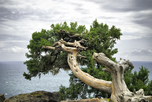 Старое дерево на скале Лицензионные Стоковые Изображения
