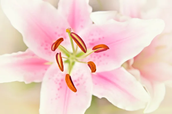 Pink and White Lilly Flower during Springtime — Stock Photo, Image