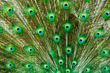 Peacock Feathers clipart