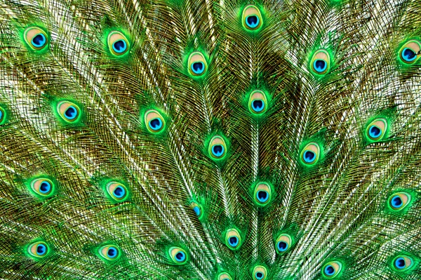 Peacock Peří — Stock fotografie