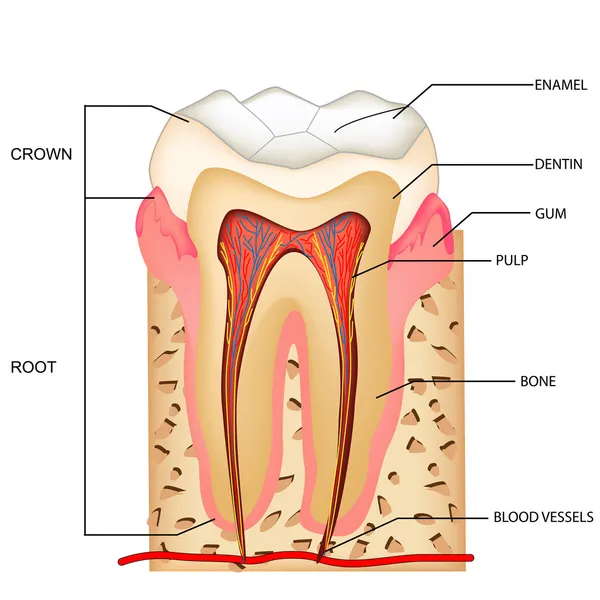 Anatomie der Zähne — Stockvektor