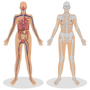 Human Anatomy of woman clipart