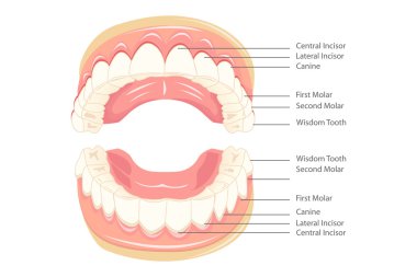 Diş anatomisi