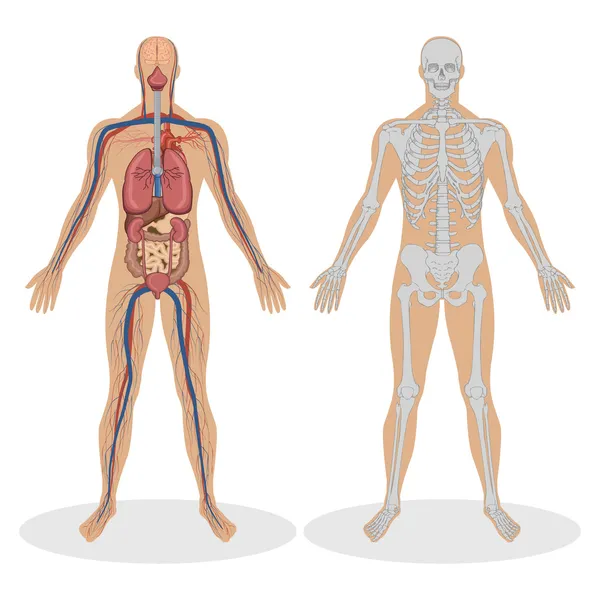 人間の人間の解剖学 — ストックベクタ