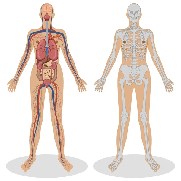 女性の人体解剖学 — ストックベクタ