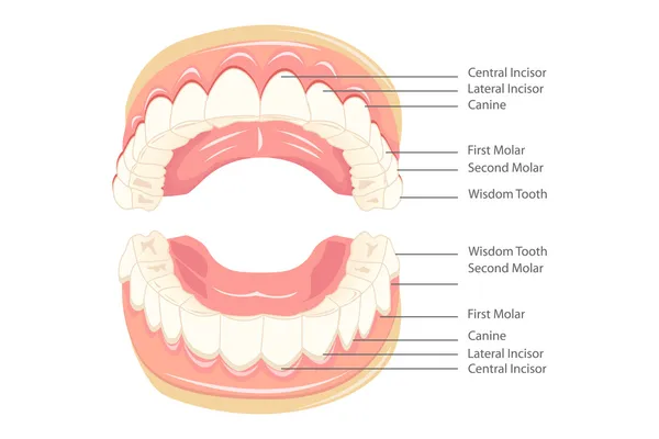 Anatomia dos dentes — Vetor de Stock