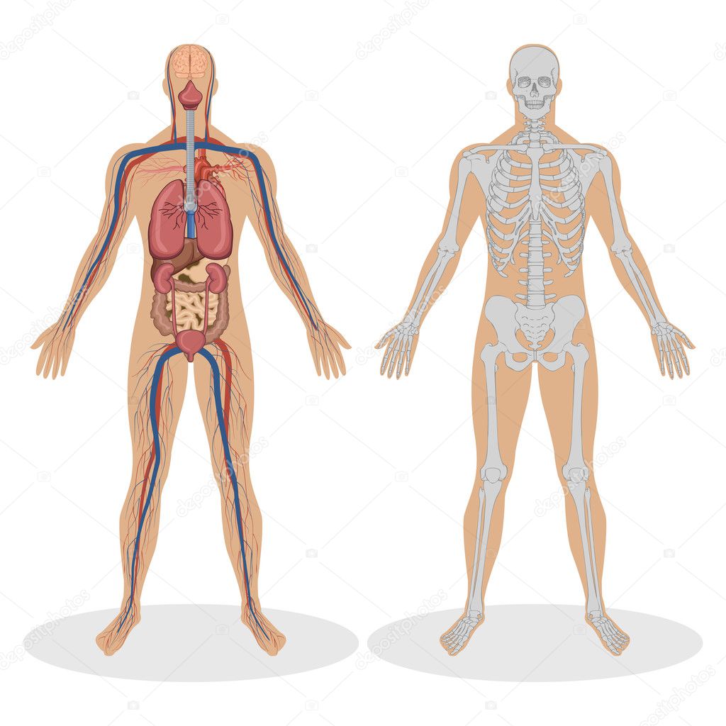 Human Anatomy of man