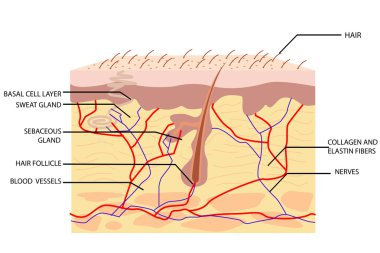 Anatomy of Skin clipart