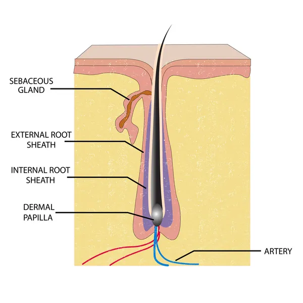 Anatomi av hår — Stock vektor