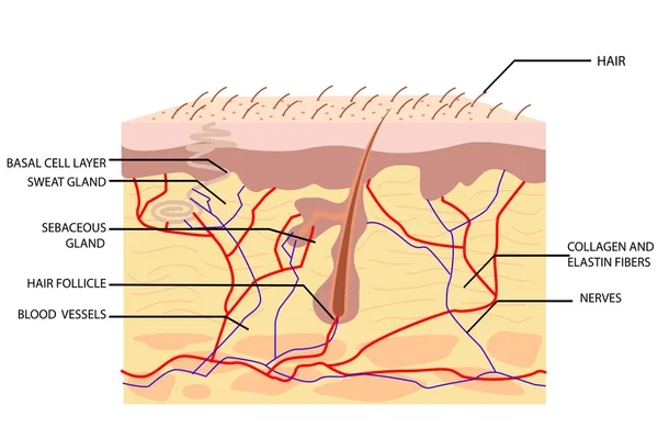 Anatomie van de huid — Stockvector