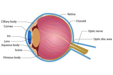 Eye Anatomy clipart