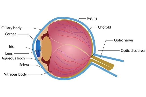 Oční anatomie — Stockový vektor