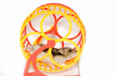 Running hamster clipart