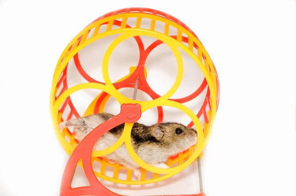 stock image Running hamster