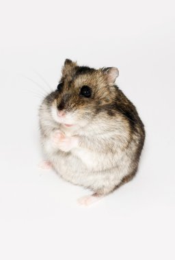 hamster