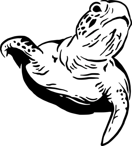 Vodní želva — Stockový vektor