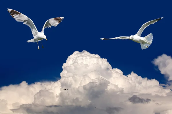 Birds fly in the blue sky — Stock Photo, Image