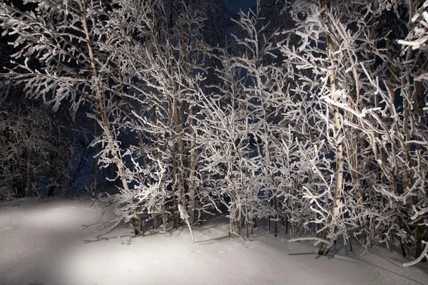Snowy orman ağaçlarında. gece kış orman. — Stok fotoğraf