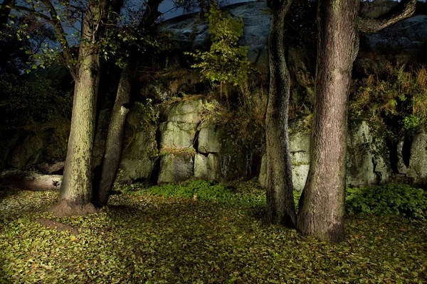 Foresta autunnale in notturna Fotografia Stock