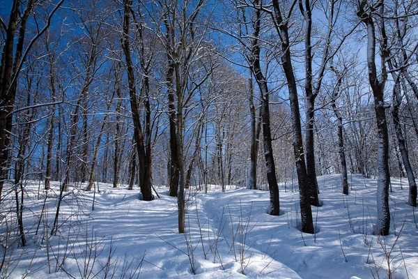 Snowy forest — Stock Photo, Image