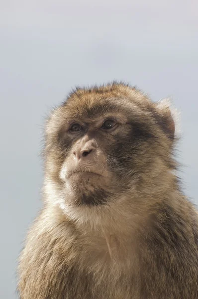 Gibraltar Barbary ape — Stockfoto