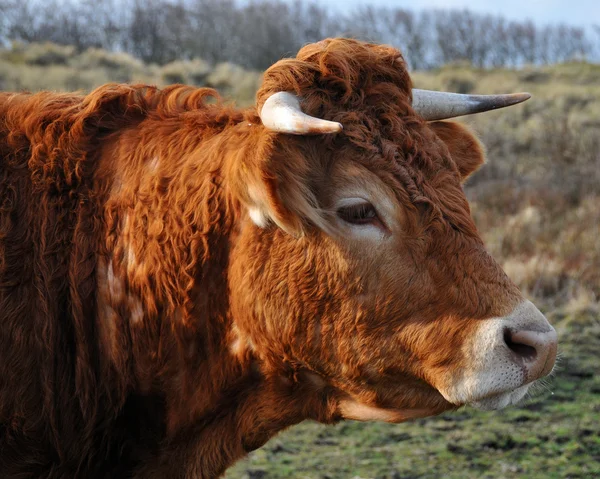 stock image Serious looking cow