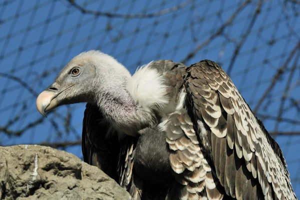 stock image Vulture