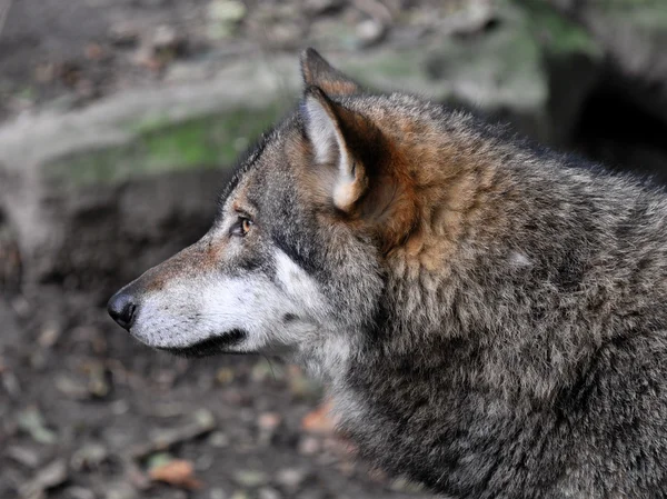 stock image Wolf in deep thoughts