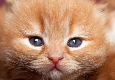 Portret van roodharige kitten met blauwe ogen