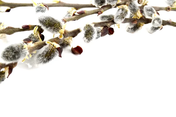 stock image Willow catkins