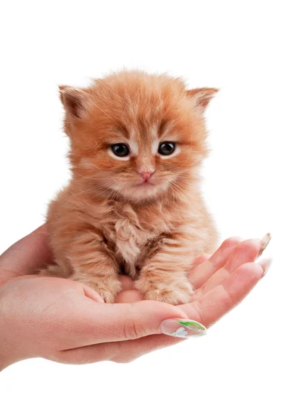 Little kitty on the palms of the girl — Stock Photo, Image