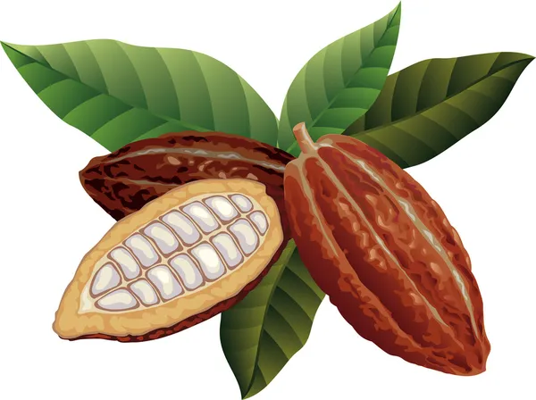 Cocoa beans — Stock Vector