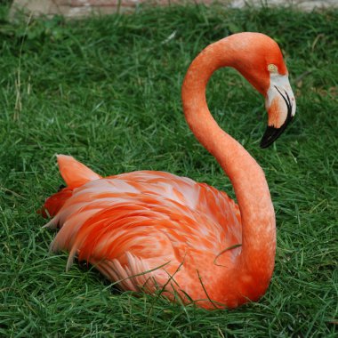 pembe flamingo