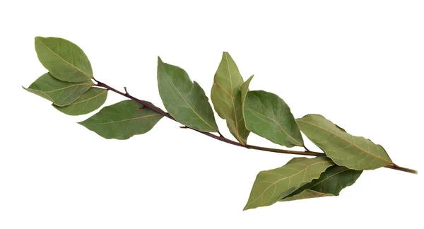 stock image Branch of bay leaves