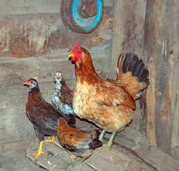 Madre pollo y polluelos — Foto de Stock