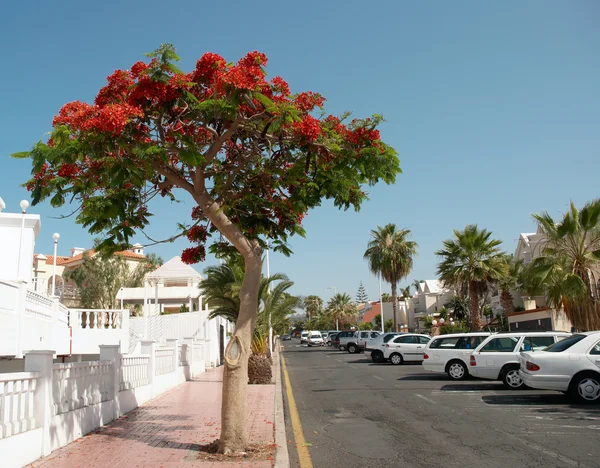 Street of Playa de las Americas — Stock Photo, Image